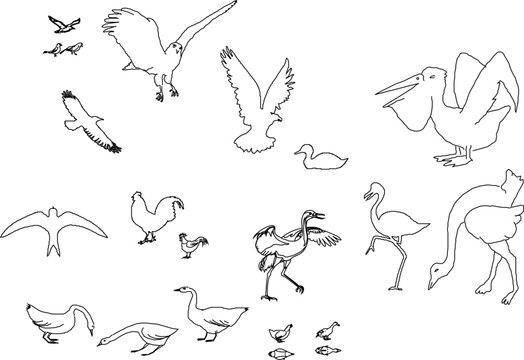 collection of vector sketches of winged animal silhouette illustrations for coloring children