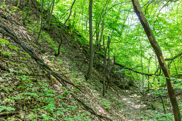 Rock formation in the forest in nature