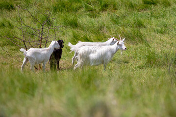 A herd of goats grazes in the green grass.