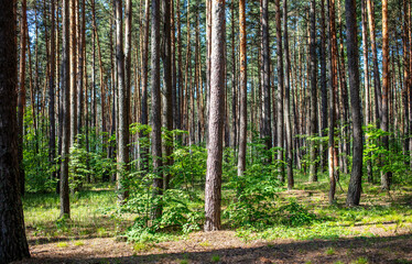 Naklejka premium Tree trunks in the forest as a background.