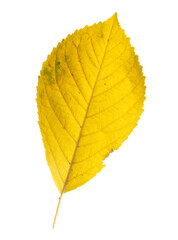 Yellow autumn leaf from a tree isolated on a white background.