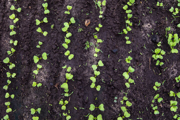 Radish sprouts break through the ground in spring.