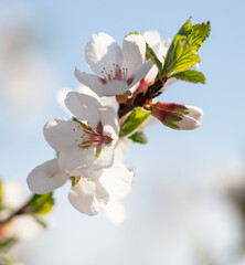 Obraz premium Flowers on a cherry tree against the blue sky in spring.