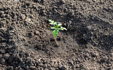 Tomato seedling in the ground.