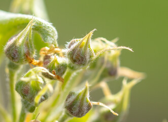 Opening bud with flowers on pear branch