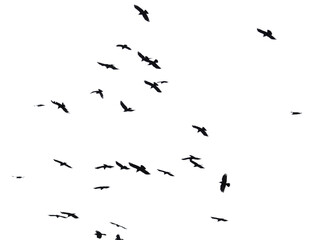Flock of raven birds isolated on white