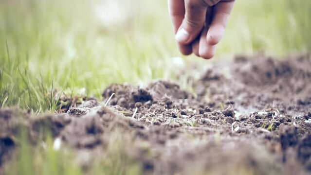farmer planting seed in soil