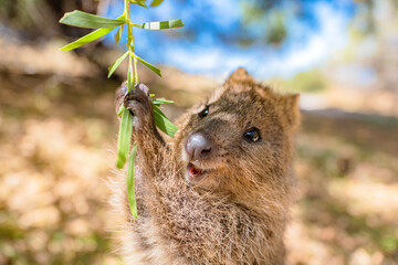 Happiest animal quokka is enjoying a swing and being so happy, Rottnest island, Perth, Australia - obrazy, fototapety, plakaty
