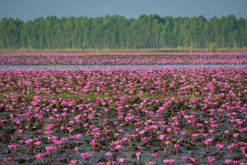 The sea of blooming Lotus flower, Colorful water lily or lotus flower Attraction in the pond .