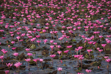 The sea of blooming Lotus flower, Colorful water lily or lotus flower Attraction in the pond .