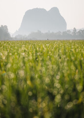 Early morning scenery in rice field with droplet bokeh