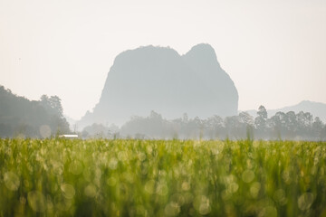 Early morning scenery in rice field with droplet bokeh