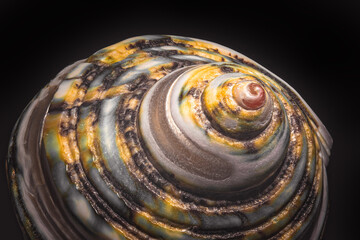 Beautiful sea shell on black background