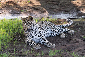 female Leopard resting on the ground in the Kruger National Park, South Africa