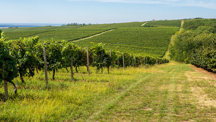 Fototapeta na wymiar Road through the vineyards of Banská Bystrica
