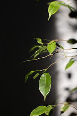  Ficus leaves in the sunbeam with shadow behind it. Selective focus, blurred.