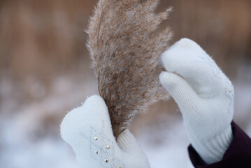 hands in holding dry grass