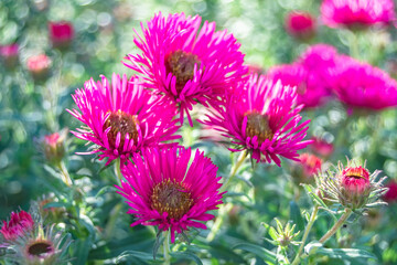 Obraz premium Photography on theme beautiful wild growing flower lampranthus