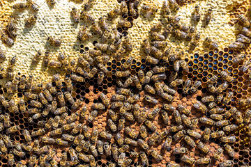 Abstract hexagon structure is honeycomb from bee hive filled