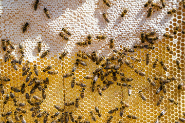 Abstract hexagon structure is honeycomb from bee hive filled