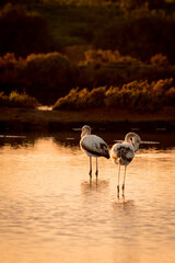 Flamingo's during a beautiful orange sunset in Portugal, the Algarve