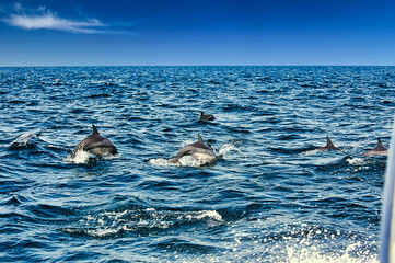 dolphins in the ocean