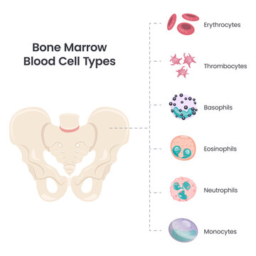 Bone Marrow Blood Cell Types scientific vector illustration