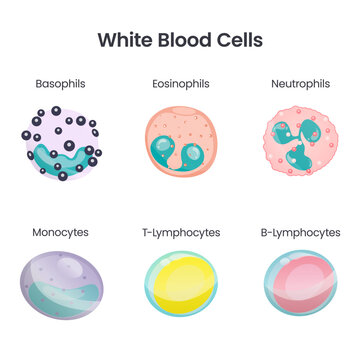 White Blood Cell scientific vector illustration infographic