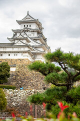 The closeup image of pine tree. The bokeh background is Himeji Castle, a hilltop Japanese castle complex. It is located in the Hyogo Prefecture of Japan,  one of the first UNESCO World Heritage Sites.