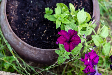 Purple flower in the cast iron pot. Close up