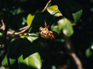 Cicada shell