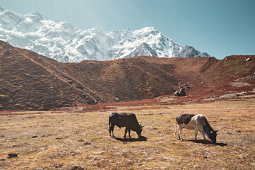 Beautiful view of Nanga Parbat mountain, picture taken on the way to Nanga Parbat Base Camp, Pakistan