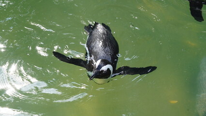 JackassPenguin|AfricanPenguin|Spheniscus demersus|斑嘴環企鵝|南非企鵝