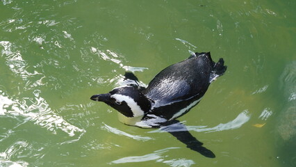 JackassPenguin|AfricanPenguin|Spheniscus demersus|斑嘴環企鵝|南非企鵝