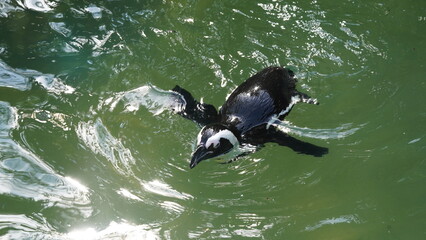 Naklejka premium JackassPenguin|AfricanPenguin|Spheniscus demersus|斑嘴環企鵝|南非企鵝