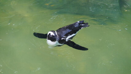 ジャッカスペンギン（Jackass Penguin）は、現在はアフリカペンギン（African Penguin）として知られています。これらのペンギンは、南アフリカやナミビアの周辺にある海岸や島で見られます。彼らは黒と白の模様を持ち、特徴的なピンク色の顔とくちばしをしています。ジャッカスという名前は、彼らの鳴き声がロバの鳴き声に似ていることからきています。彼らは主に魚を食べ、陸地で営巣し、海で泳ぎ