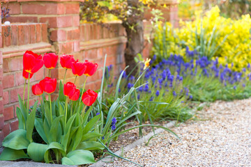 Red tulip flowers in a UK garden flower bed in spring