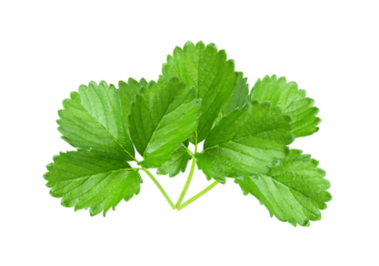 strawberry leaf isolated on transparent png