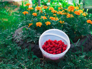 raspberries in a container on the grass. natural berries. summer season.