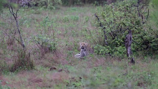 Black back jackal howling at a leopardess