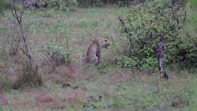  Leopard growl at a spotted hyena while a black back jackal howls in the background