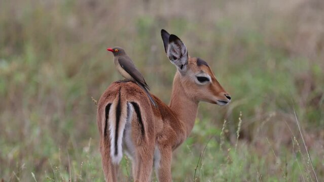 Best friends Impala lamb and red-billed oxpecker