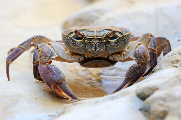 Freshwater land crab