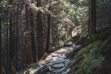 Stone trail in the shady forest