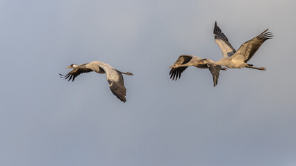 Crane birds in flight on migration