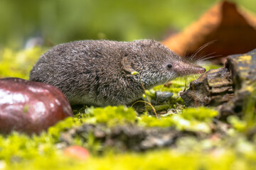 Eurasian pygmy shrew natural habitat