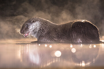 European Otter eating fish at night