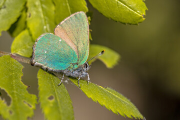 Green hairstreak butterfly