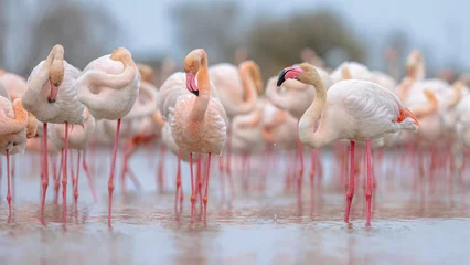 Fotobehang Flamingo Group of greater flamingo in France  © creativenature.nl
