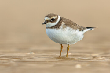 Juvenile Ringed Plover on a beach during migration